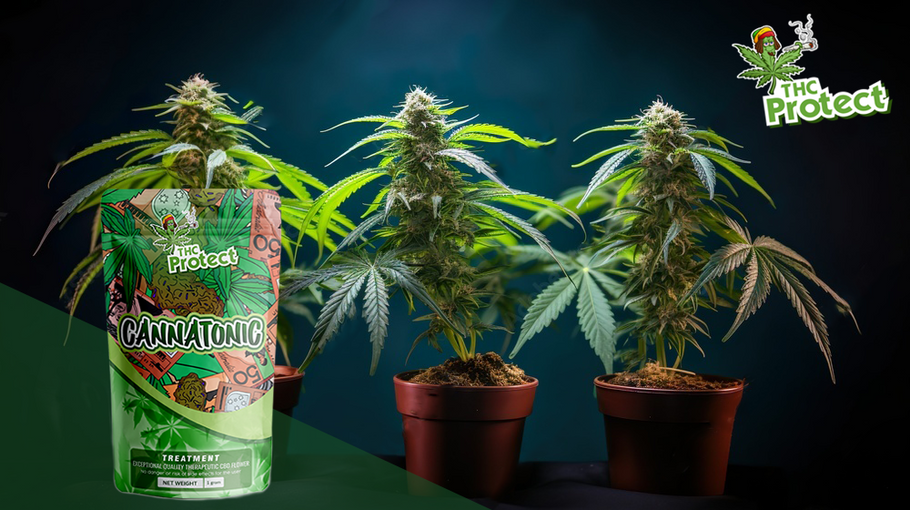 Cannatonic: Flor de cannabis para mejorar la concentración